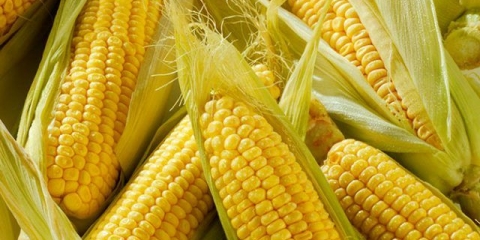 Kako zamrznuti kukuruz u klipu za zimu